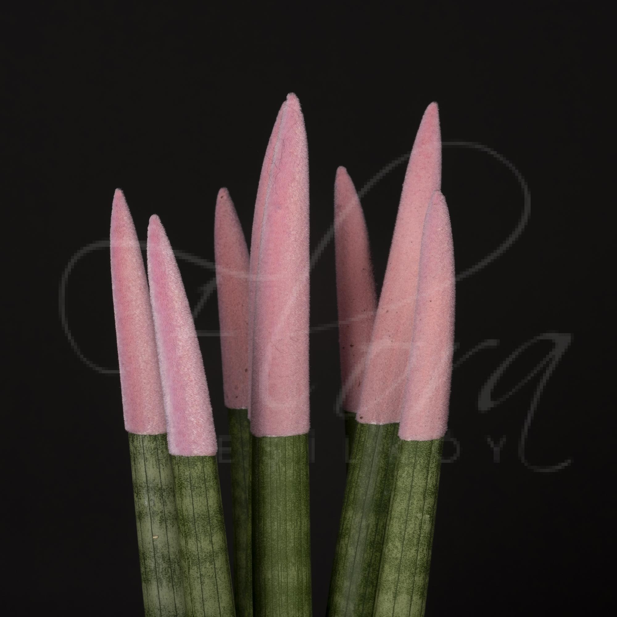SERAMİK VAZOLU İTHAL Sansevieria Açık Pembe 2